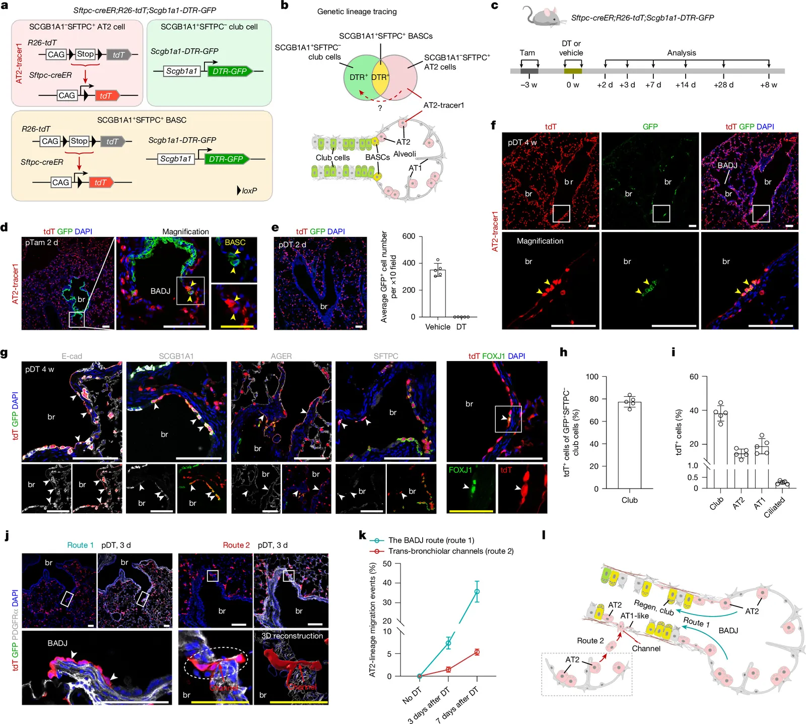 Alveolar stem cells transdifferentiate to drive bronchiolar regeneration
