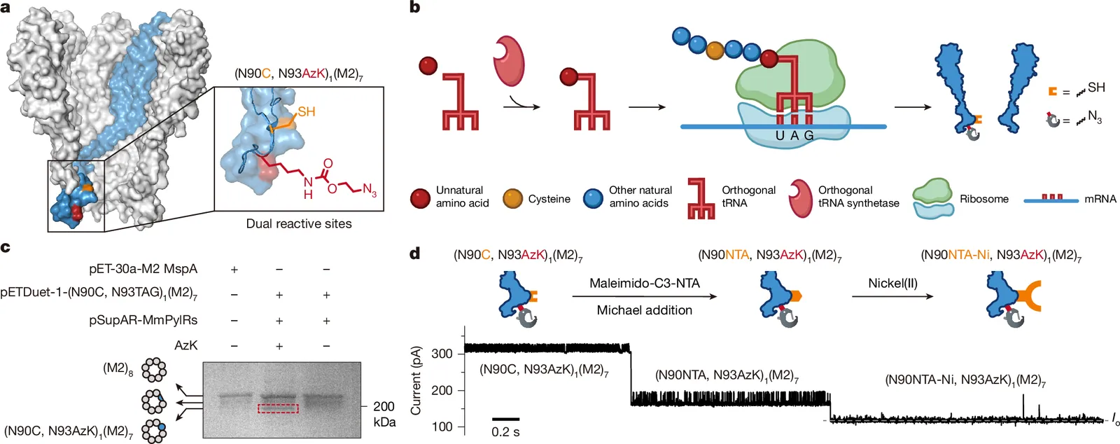 Sequential reading of a stepwise-shortened peptide immobilized on nanopore