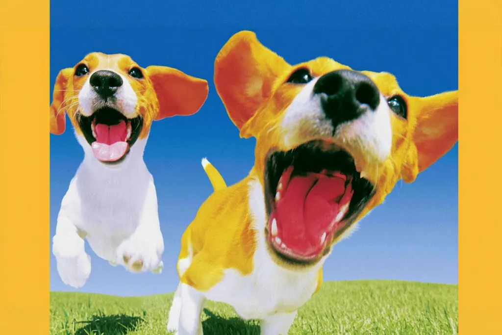 Genflow Biosciences progresses canine longevity program