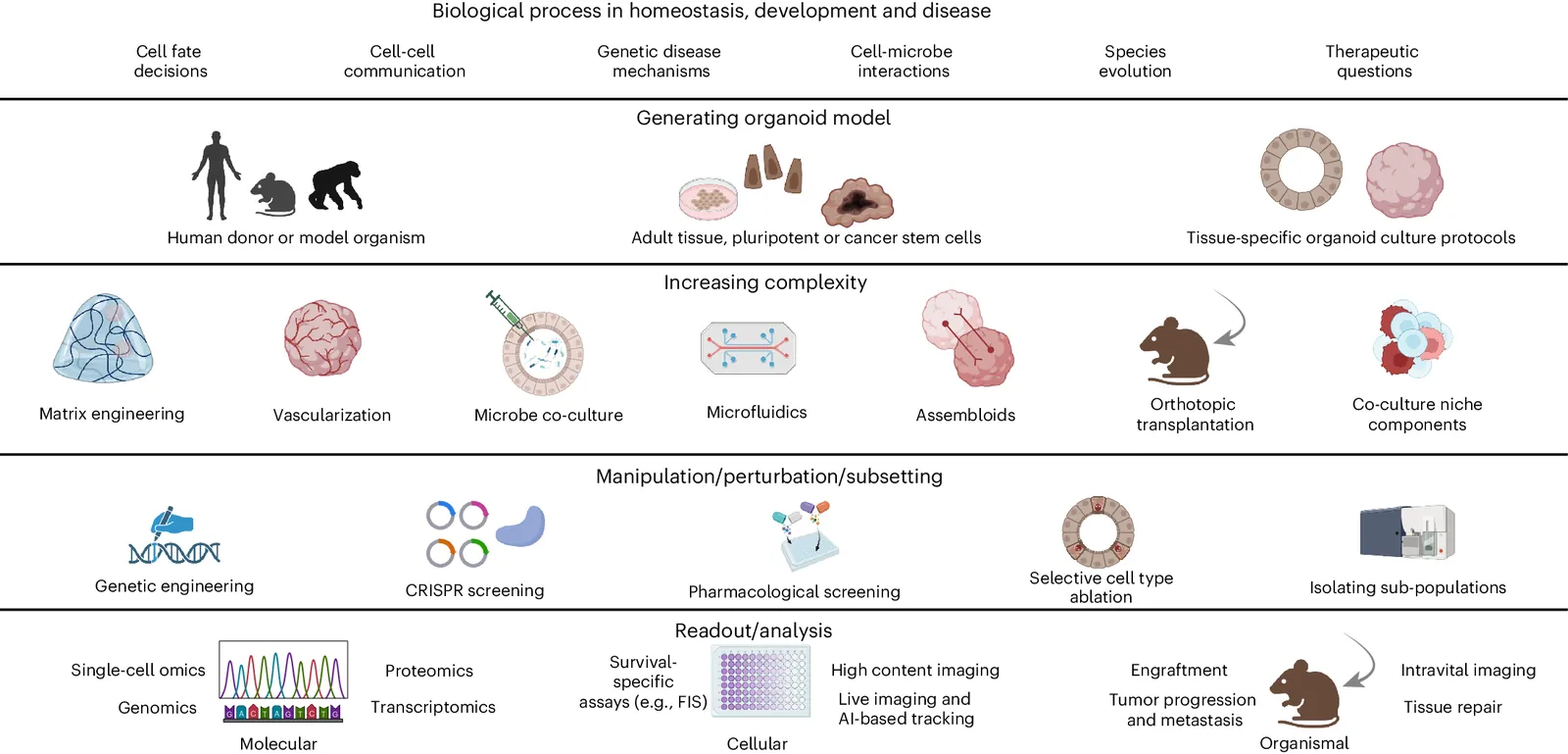 Tutorial: interrogating biology using organoid technologies