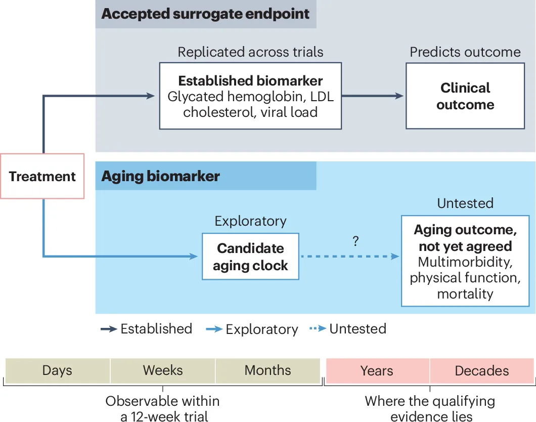 Proteomic aging clocks go to trial