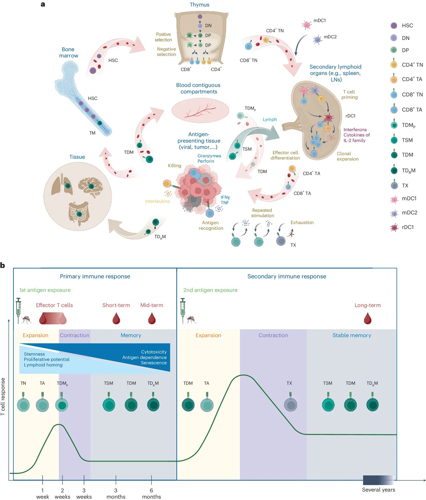 T cell immunomonitoring: a comparative analysis of traditional and novel methods to quantify and characterize human antigen-specific T cells