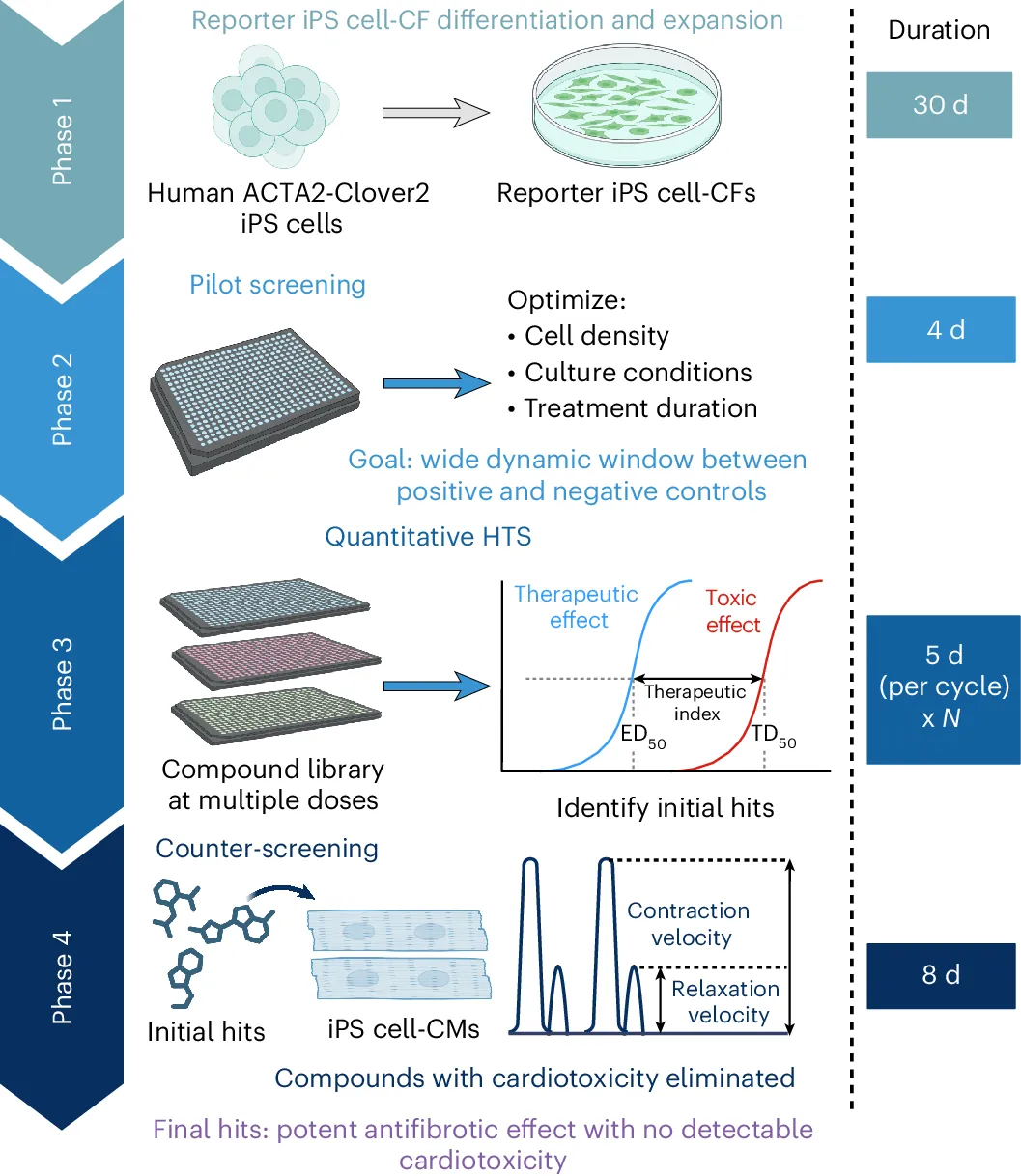 New approach methodologies: drug screening platform to identify antifibrotic compounds