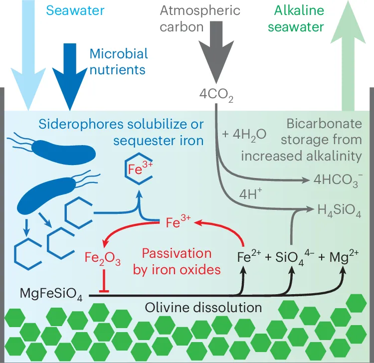 Engineered bacterial siderophore production accelerates rock weathering for carbon removal