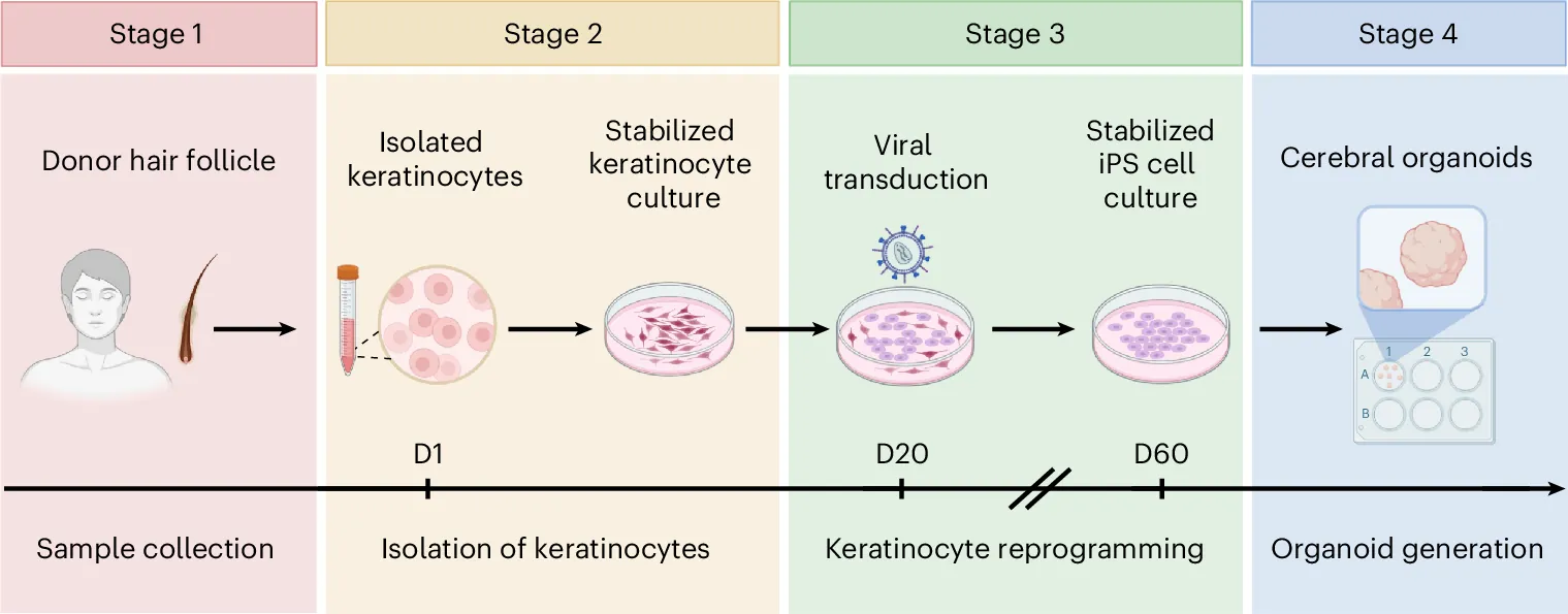 Kit-based remote collection and isolation of human reprogrammable somatic cells for generation of induced pluripotent stem cells and cerebral organoids