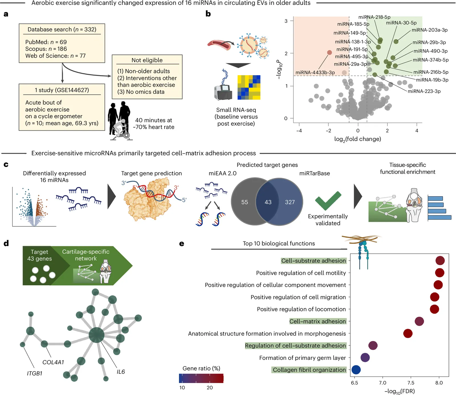 Exercise enhances aged chondrocyte health through microRNA-29-enriched extracellular vesicles