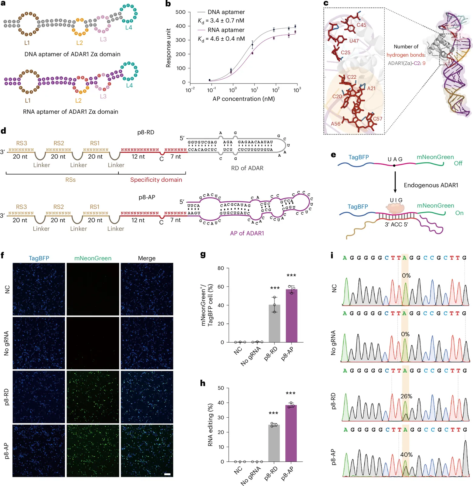 Aptamer-mediated multivalent endogenous ADAR1 recruitment for highly efficient RNA editing