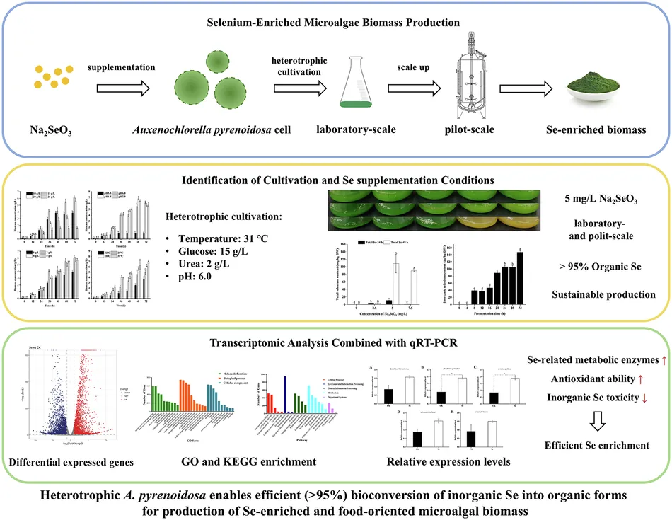 Efficient selenium bioconversion by Auxenochlorella pyrenoidosa enables production of organic selenium-enriched microalgal biomass