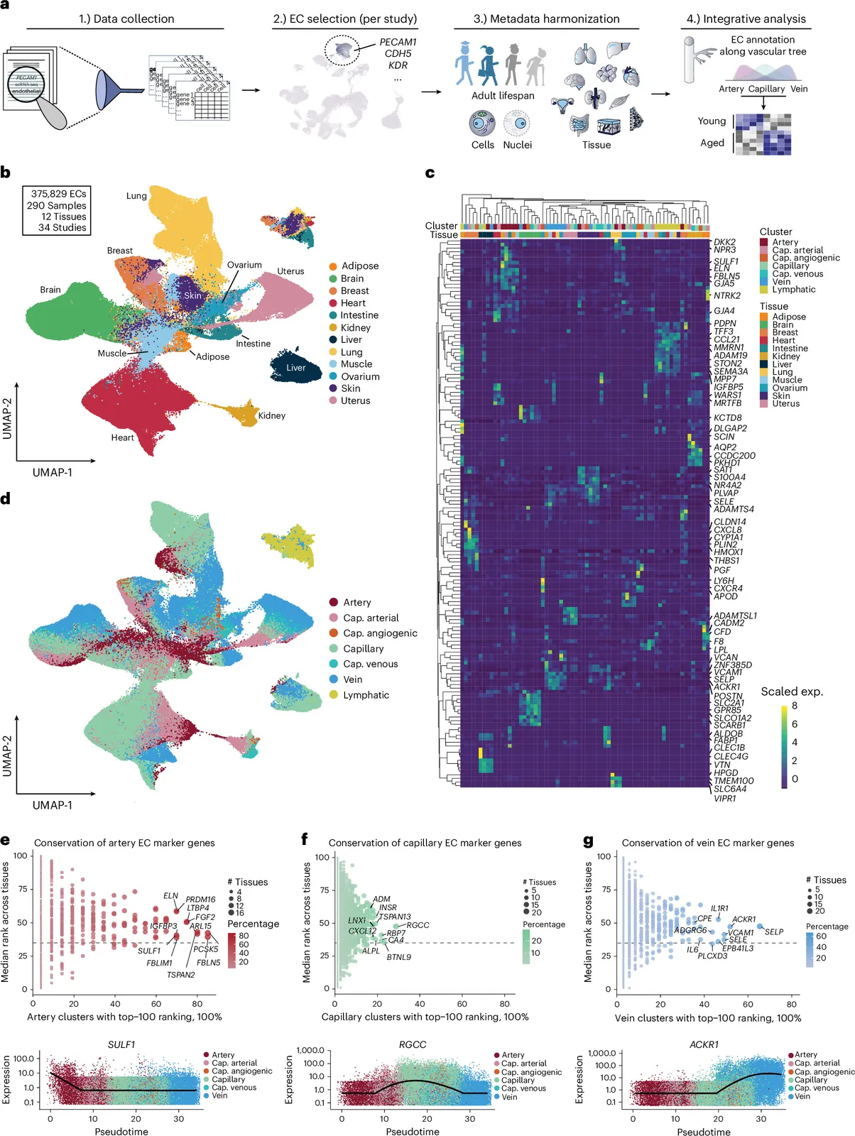 Uncovering the transcriptional hallmarks of endothelial cell aging via integrated single-cell analysis