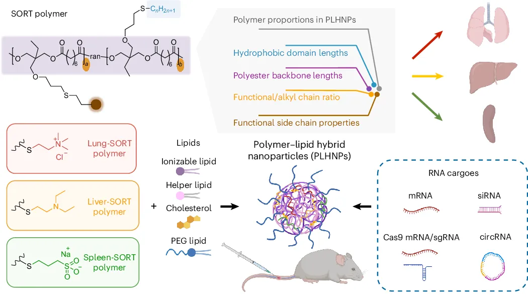 Tunable polymers for polymer–lipid hybrid nanoparticles facilitate controlled organ-selective RNA delivery