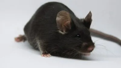 Late-Life Gene Therapy Boosts Lifespan in Mice by 20%