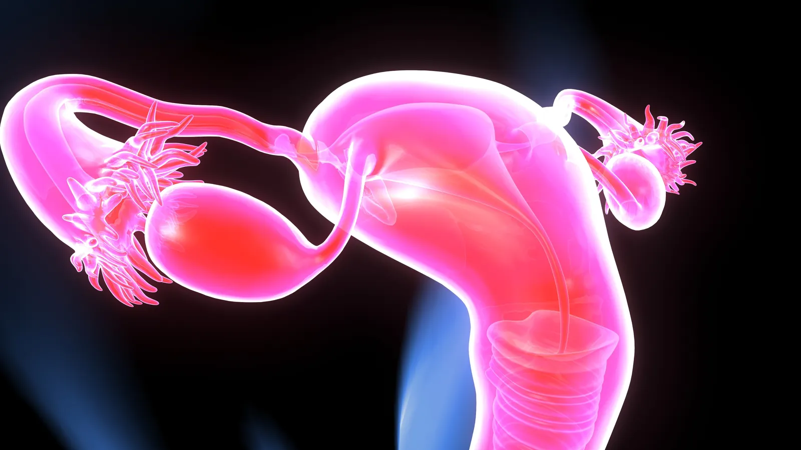 The ovary doesn’t retire after menopause
