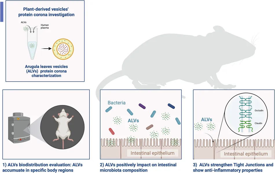 Arugula nanovesicles counteract diet-induced obesity and modulate gut inflammation and microbiota in vivo