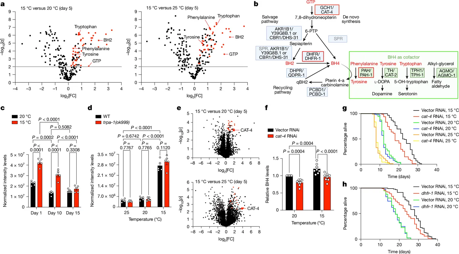 Cold activates a BH2 metabolic network promoting longevity and proteostasis