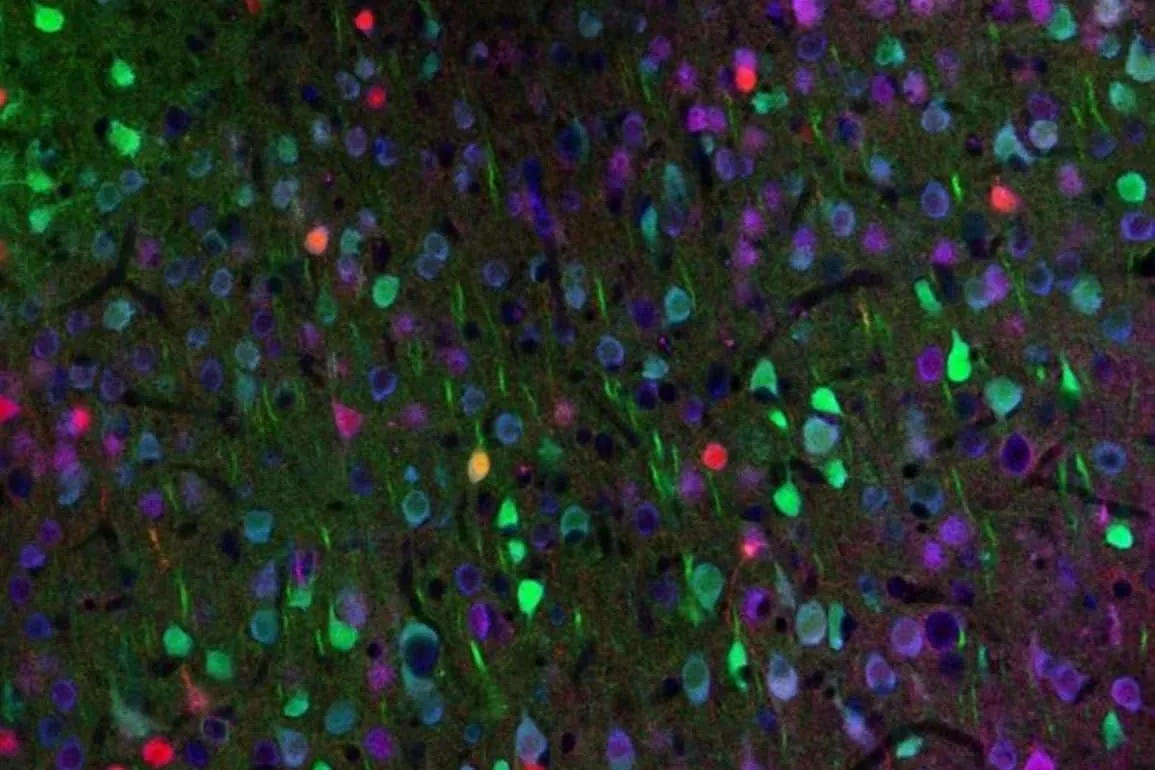 Optogenetics Restores Motor Learning in Huntington’s