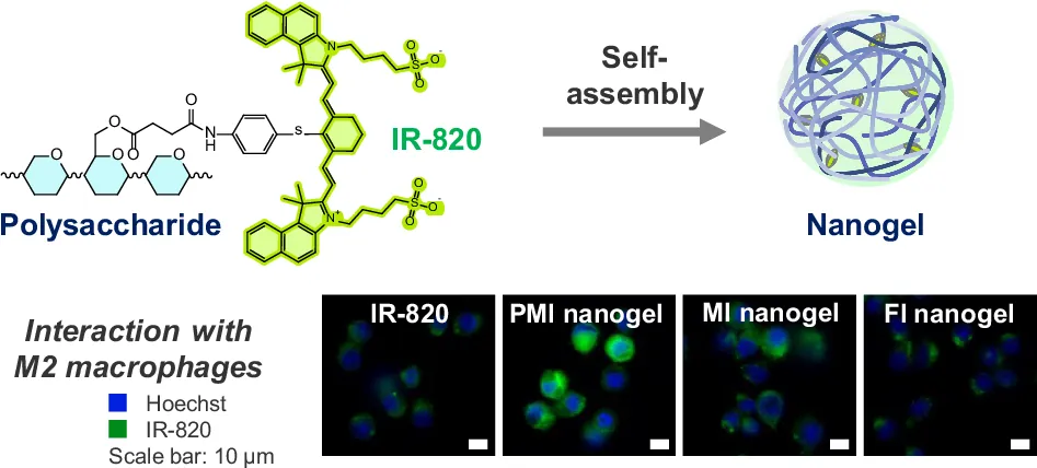 Comparative study of mannose-containing polysaccharide nanogels for optimized M2 macrophage targeting and photoacoustic imaging