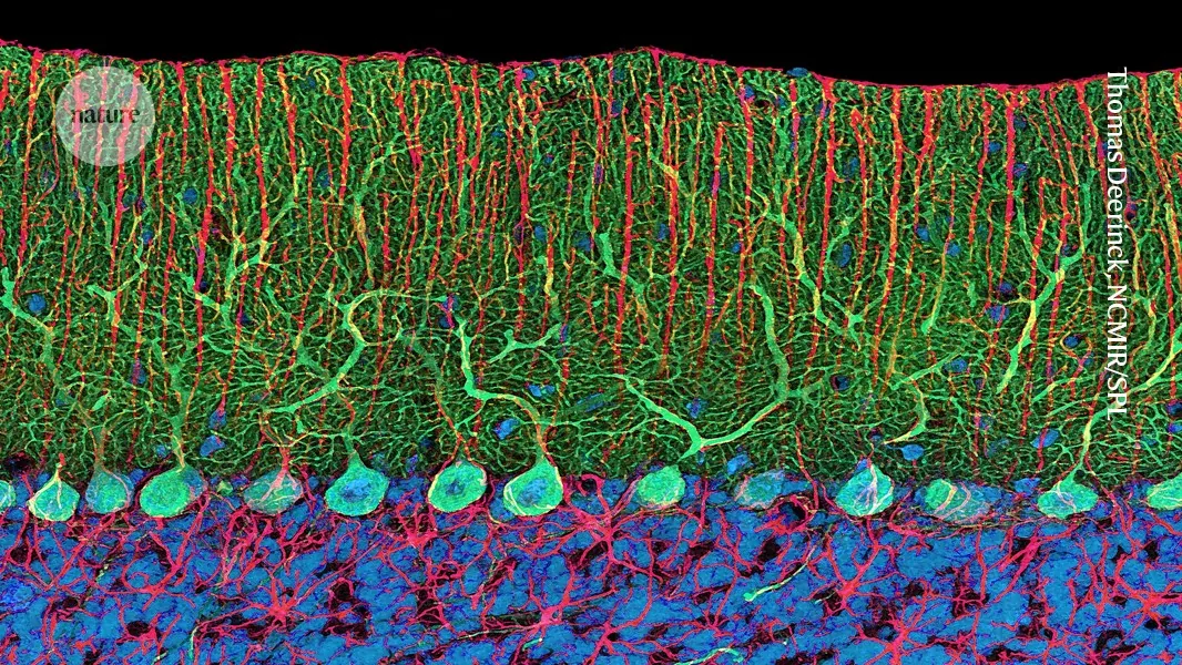 The brain region that could provide a cognitive ‘reservoir’ in old age (Nature - Main)