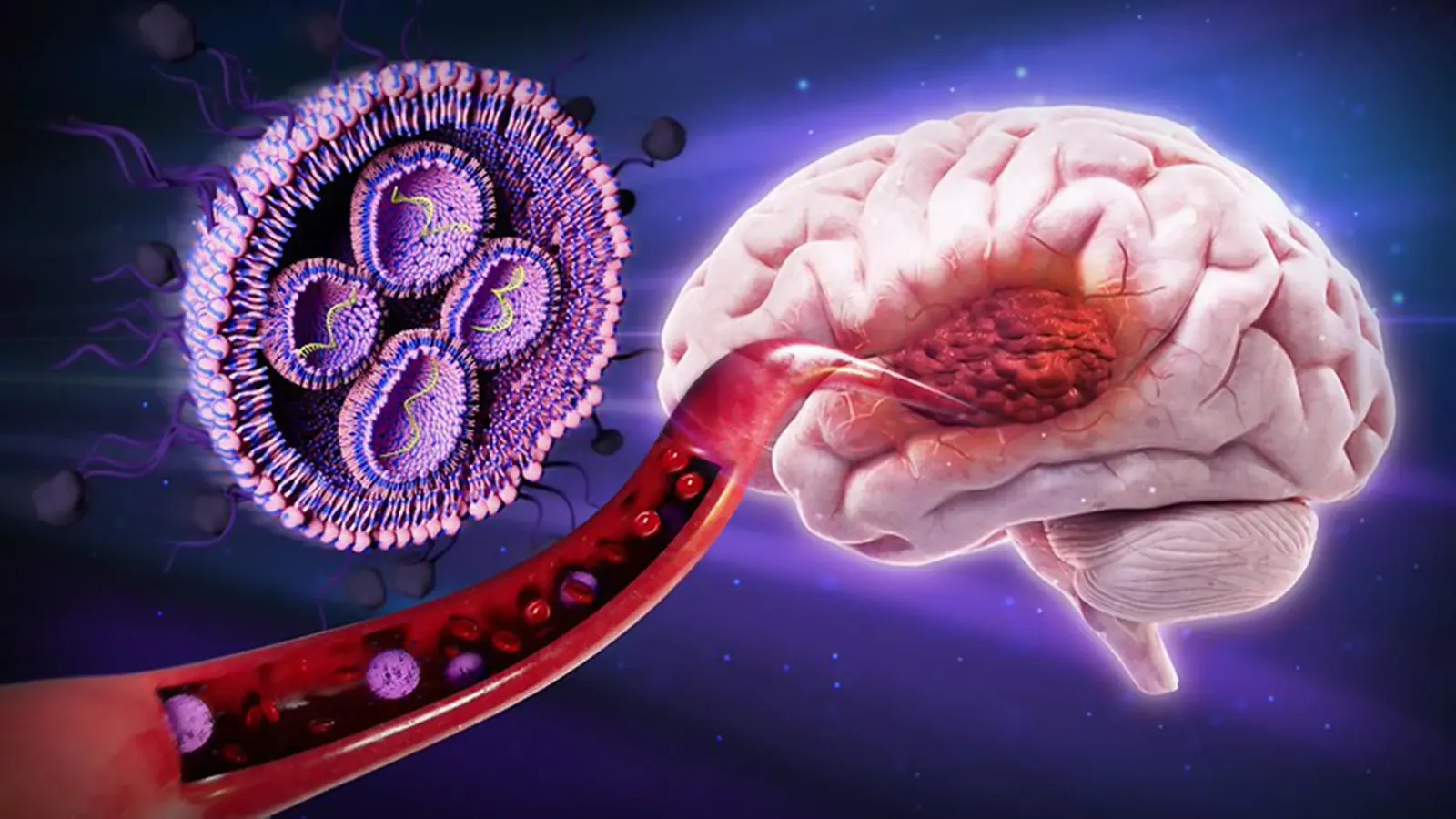 This sugar-coated therapy boosted survival against deadly brain cancer by 50% in mice