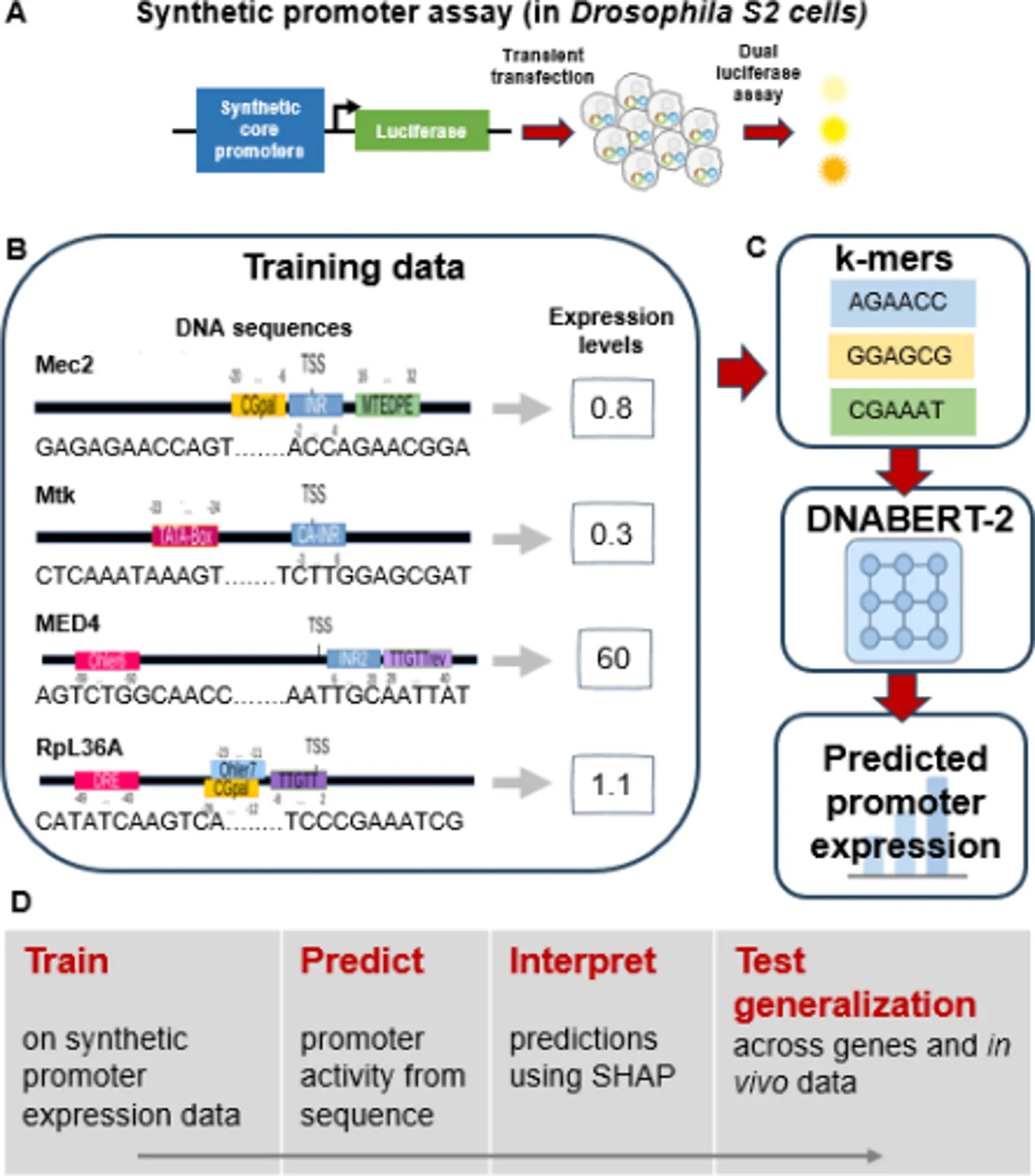 Decoding promoter activity from DNA sequence using pre-trained language models
