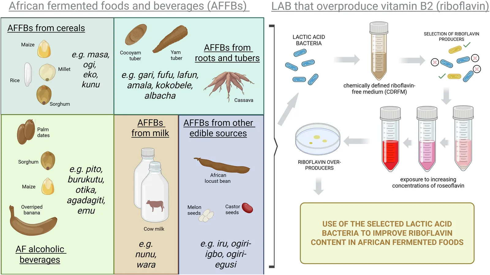 Microbial fermentation for riboflavin biofortification in African traditional fermented foods