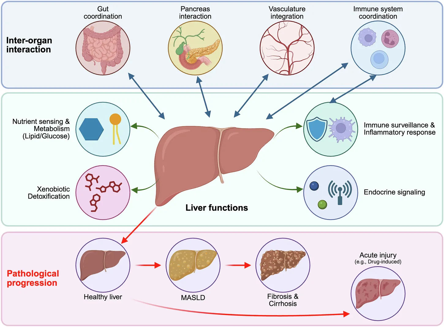 Reverse bioengineering of the liver: developmental principles for next-generation liver-on-a-chip systems