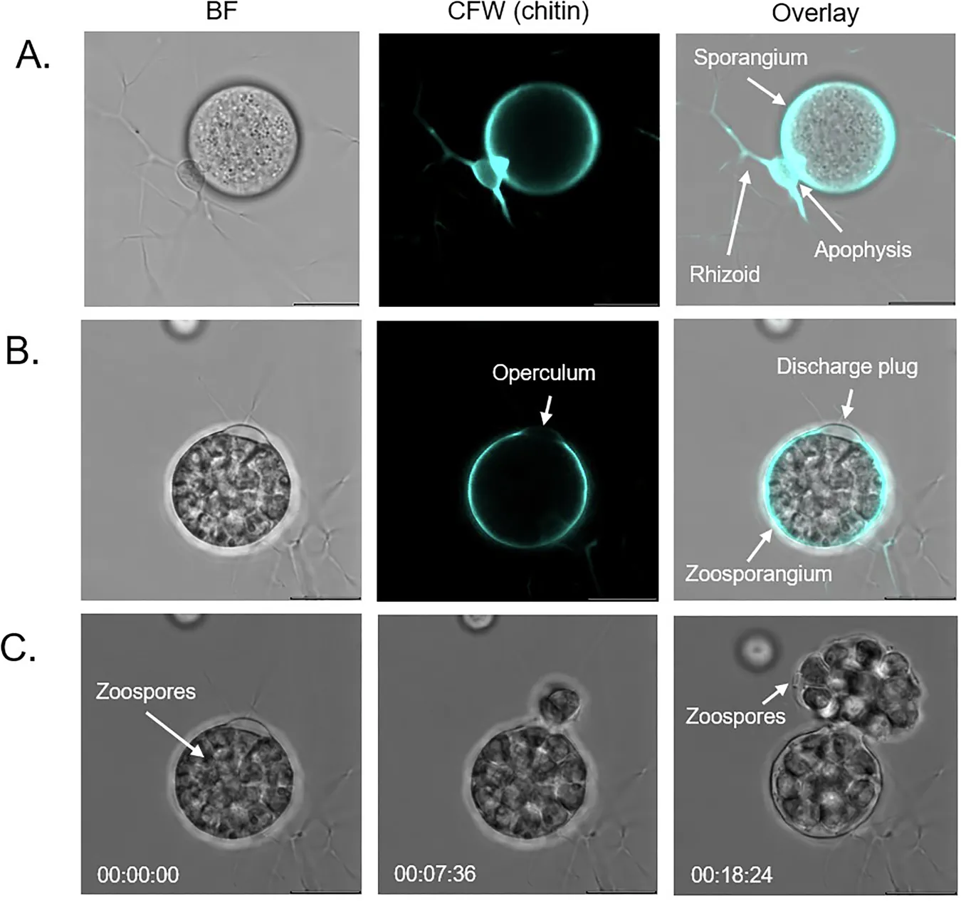 Cell wall-forming chitin synthases in a chytrid fungus