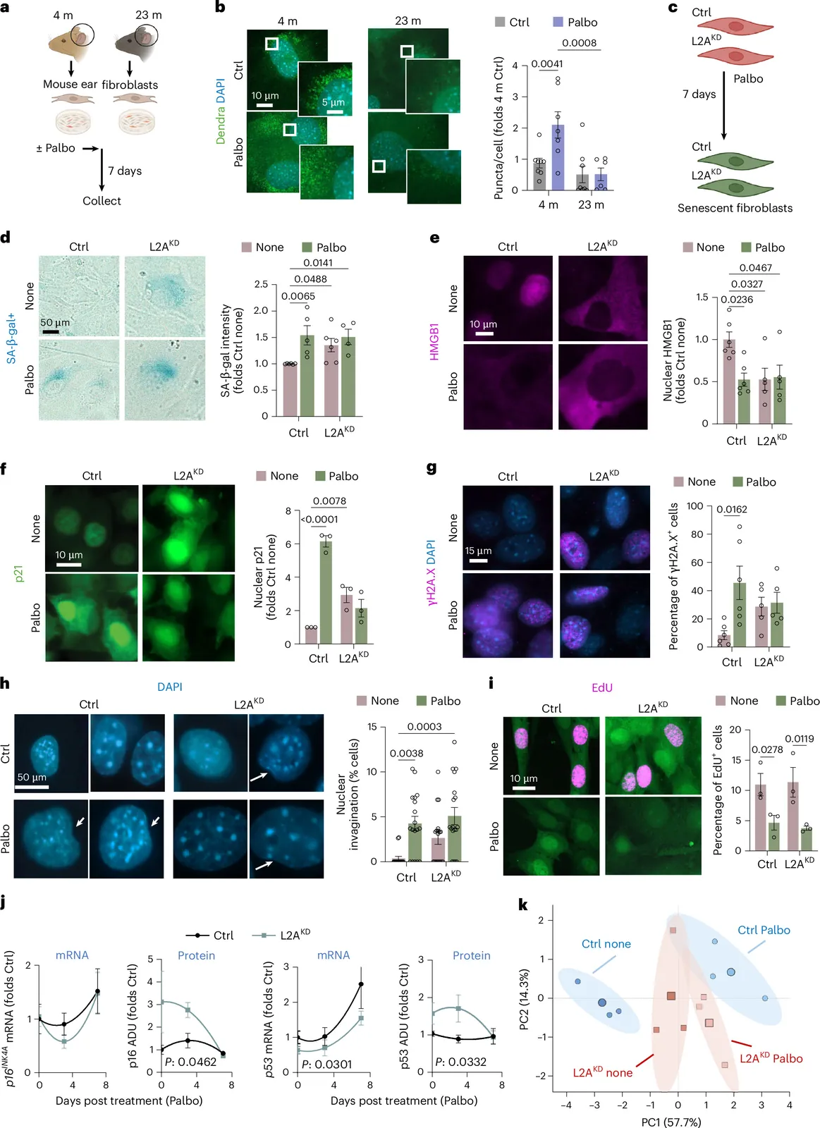 Decline of chaperone-mediated autophagy in aging impairs macrophage clearance of senescent cells