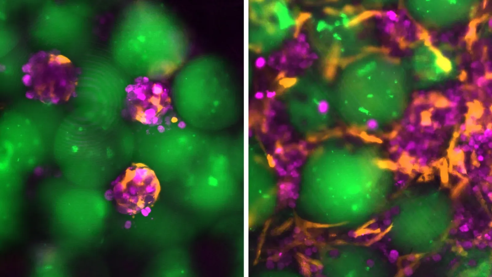 MIT scientists develop injectable “mini livers” that work inside the body