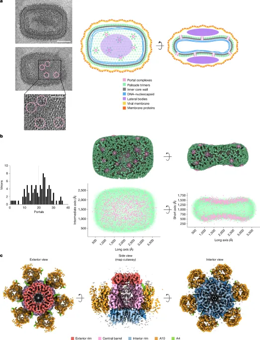 In situ structure of the poxvirus portal complex - Nature