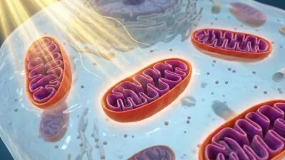Clearing Damaged Mitochondria to Fight Skin Photoaging