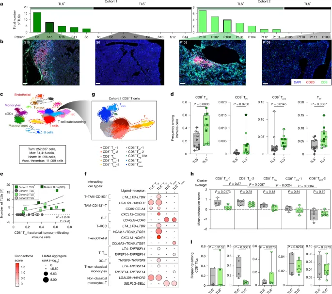 Tertiary lymphoid structures harbour stem-like tumour-specific T cells - Nature