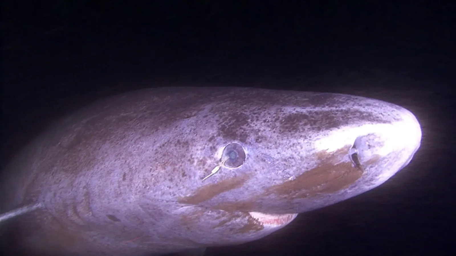 This shark can live 400 years. Its eyes barely seem to age