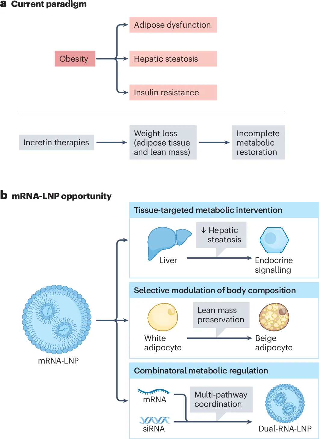 MRNA-LNP therapeutics for obesity: weight loss with metabolic repair