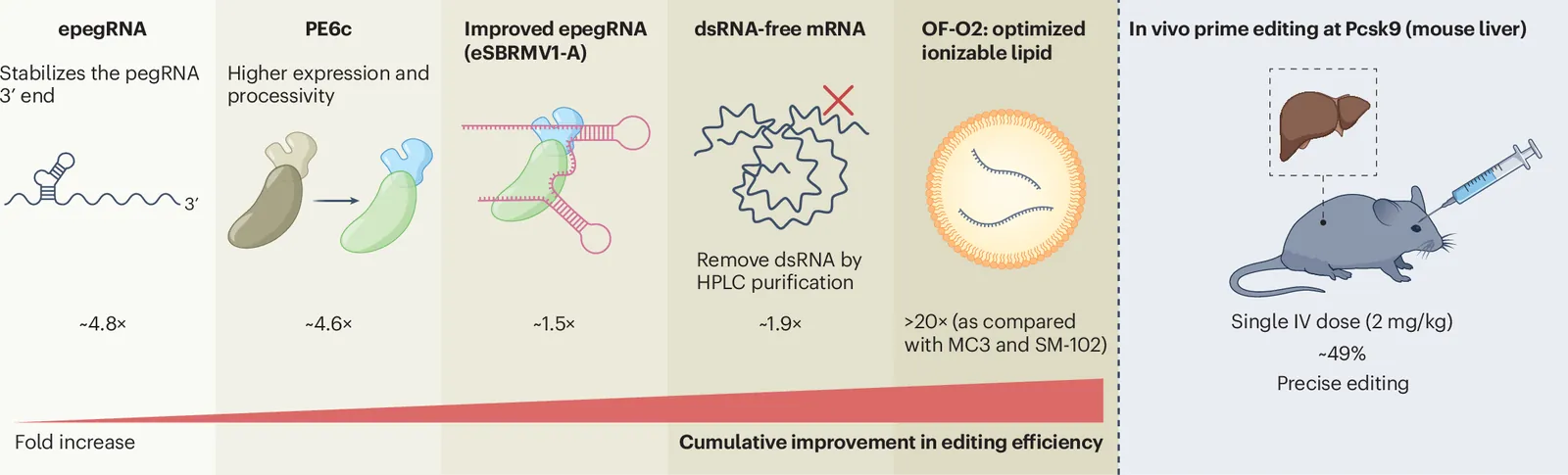 A non-viral path to efficient and safe prime editing in vivo