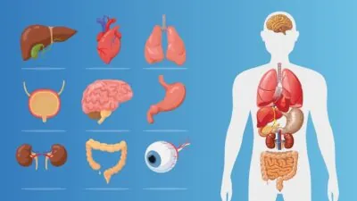 Cell Type-Specific Aging Predicts Disease Onset