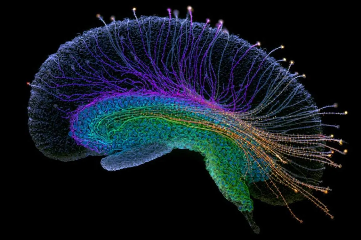 How Midlife Systems Remodeling Reshapes the Human Hippocampus