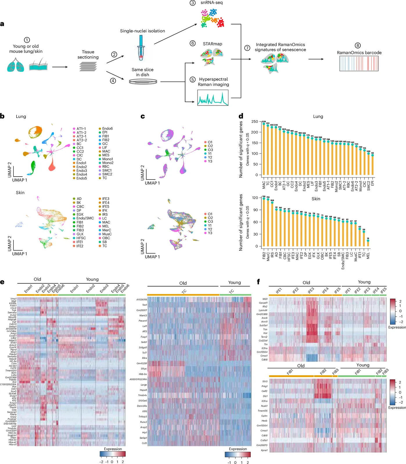 RamanOmics decodes the spatial vibrational–molecular architecture of senescence in aging and repair