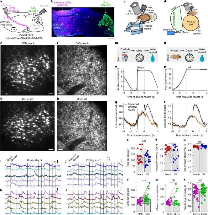 Granule cells reorient cortical trajectories to separate contexts - Nature