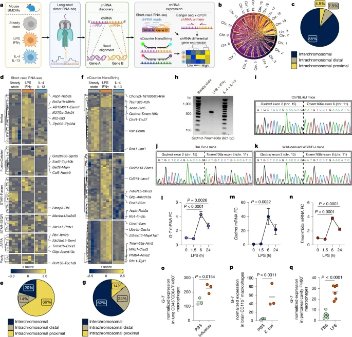 Functional chimeric mRNAs encode proteins in mammalian immunity - Nature
