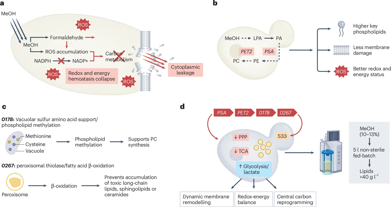 Membranes tame methanol in yeast