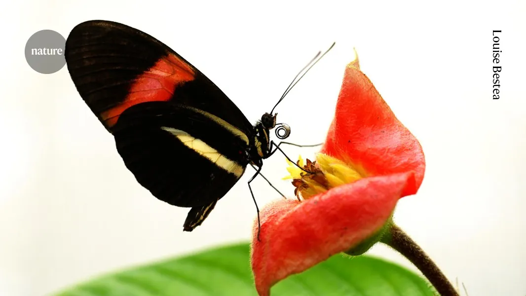 A long-lived butterfly’s secret to graceful ageing (Nature - Main)