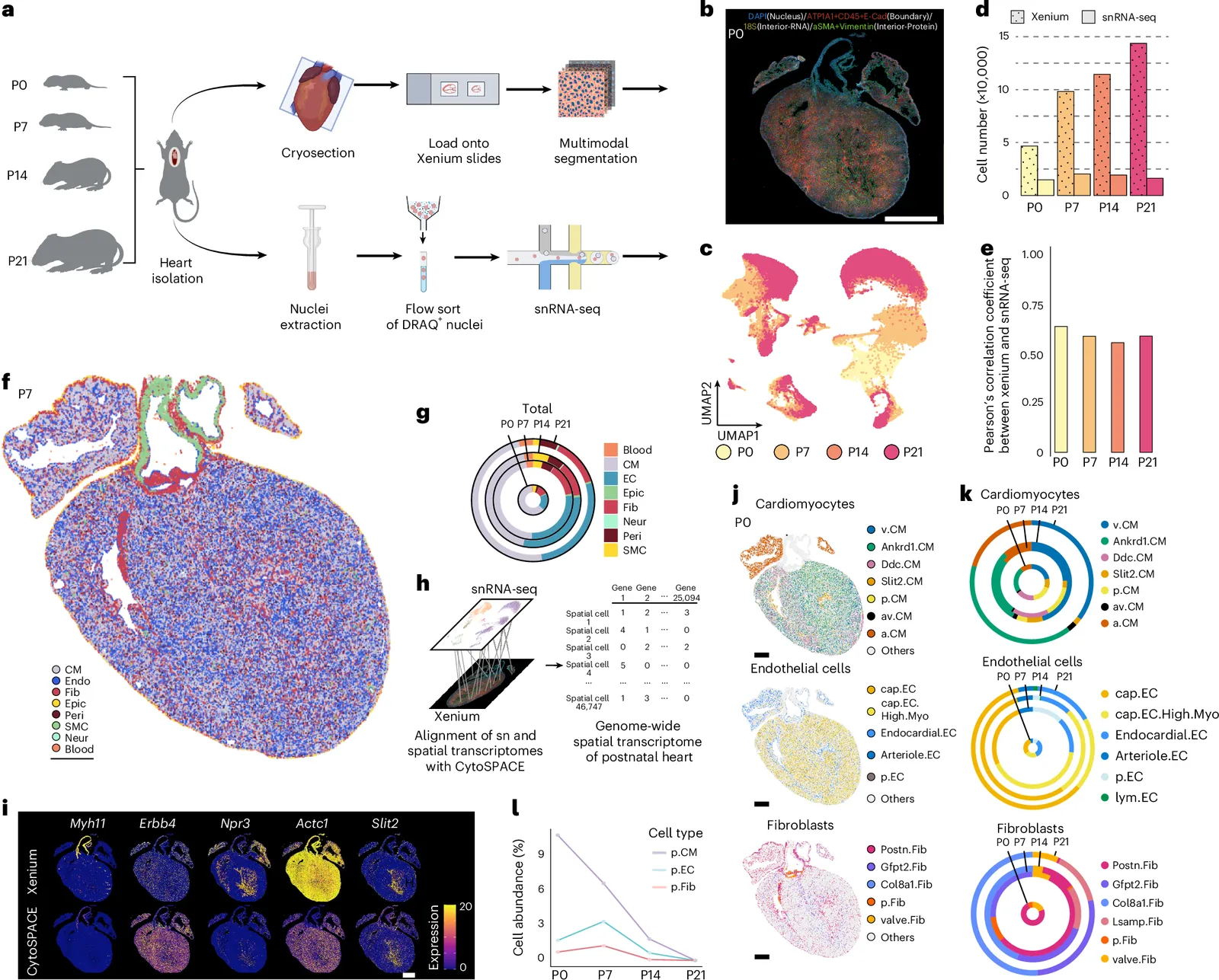Spatially guided in vivo single-cell functional genomics of postnatal heart