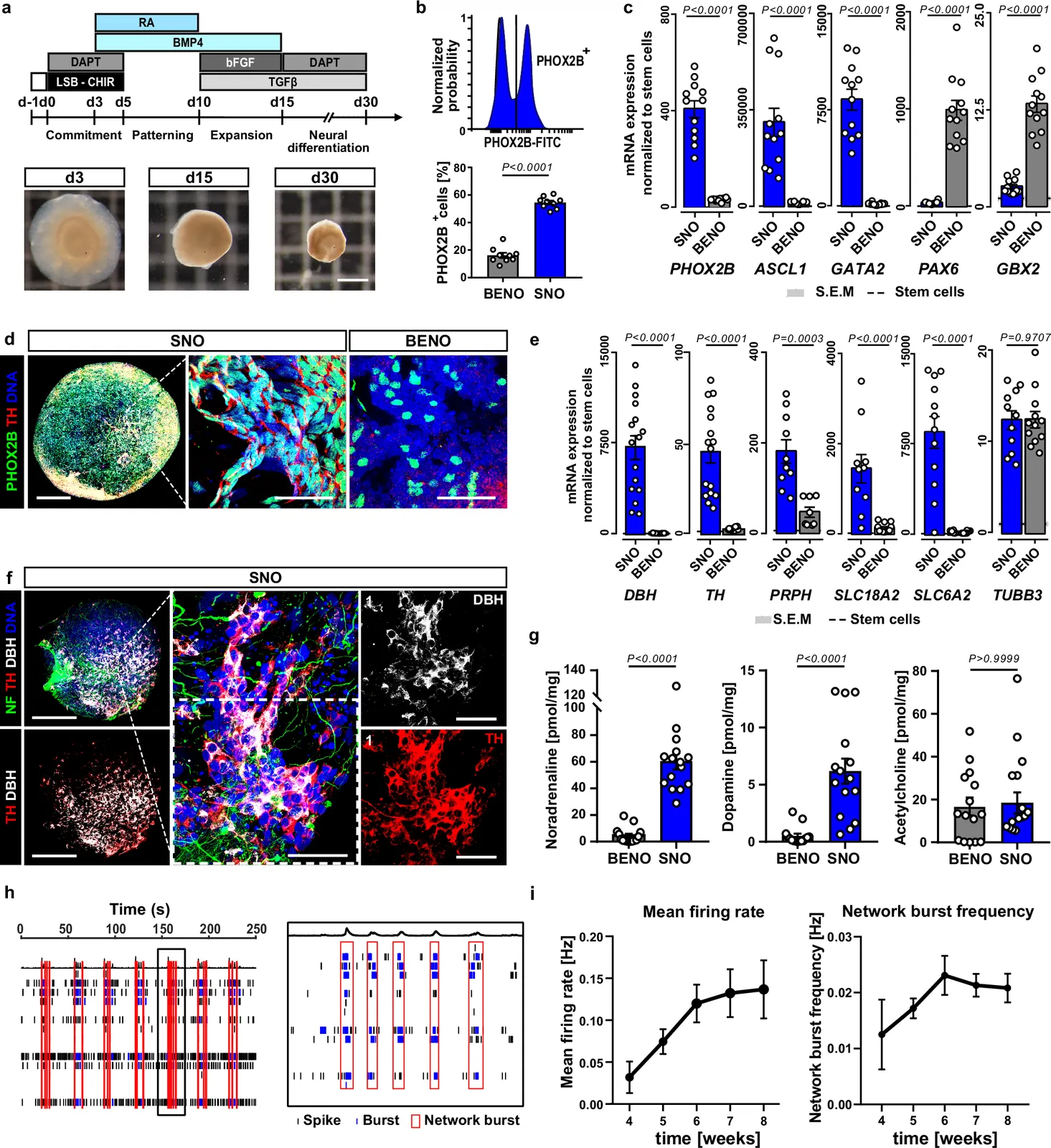 Innervated human cardiac muscle model reveals sympathetic drivers of KCNH2-associated arrhythmias